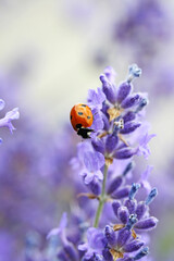 Ladybug on lavender blossoms