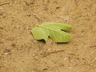 plant in the ground
