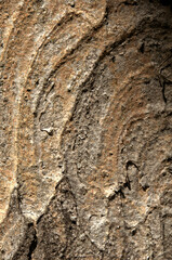 Abstract patterns on maple bark formed by light and shadow on whorled ridges