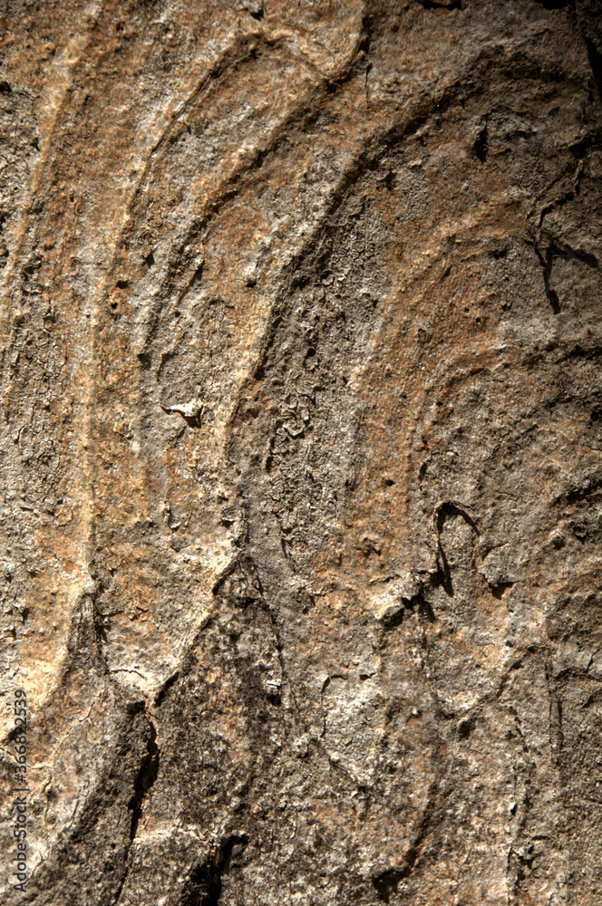 Sticker abstract patterns on maple bark formed by light and shadow on whorled ridges