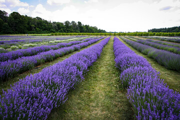 Fototapeta na wymiar Landscape with rows of lavender in bloom