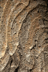 Abstract patterns on maple bark formed by light and shadow on whorled ridges