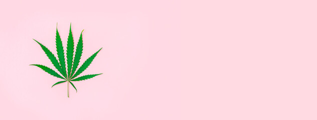 Hemp or cannabis leaf isolated on pink background. Concept of herbal alternative medicine. Trendy...