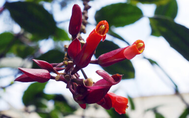 red and yellow flower