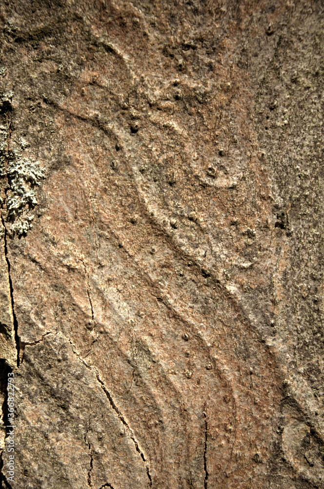 Wall mural abstract patterns on maple bark formed by light and shadow on whorled ridges