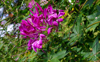 violet flowers in the garden