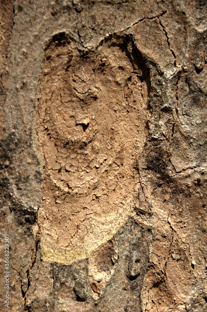 Wall mural abstract patterns on maple bark formed by light and shadow on whorled ridges