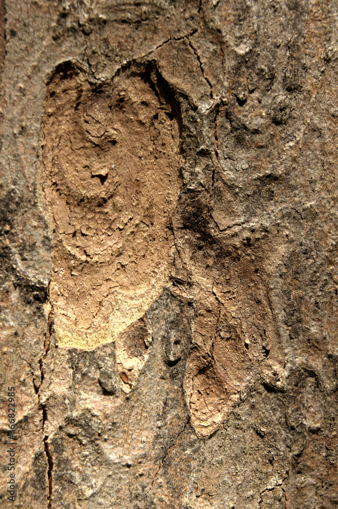 Wall mural abstract patterns on maple bark formed by light and shadow on whorled ridges