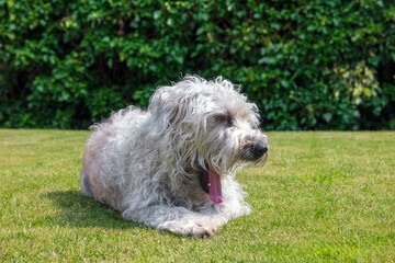 An Irish soft coated wheaten terrier puppy with scruffy wire fur coat. Yawning with pink tongue, tired and sunbathing. Isolated dog with background on English garden grass 