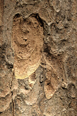Abstract patterns on maple bark formed by light and shadow on whorled ridges
