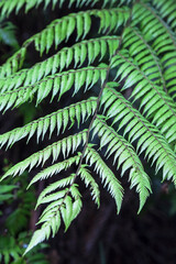 Close-up of a Fern leaf in New Zealand