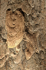 Abstract patterns on maple bark formed by light and shadow on whorled ridges