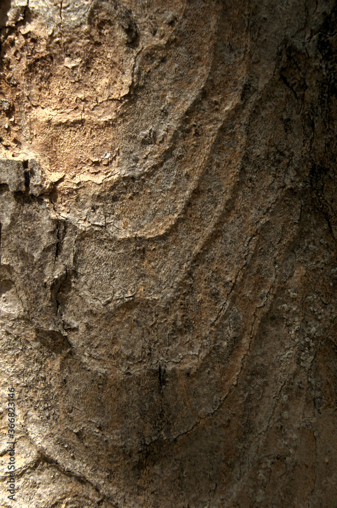 Wall mural abstract patterns on maple bark formed by light and shadow on whorled ridges