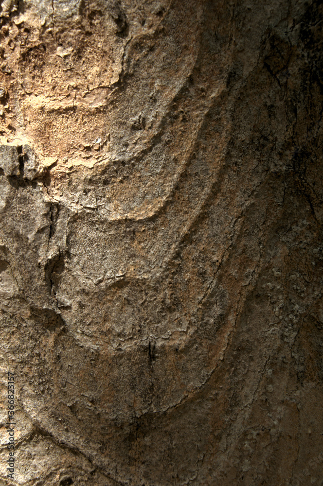 Sticker abstract patterns on maple bark formed by light and shadow on whorled ridges