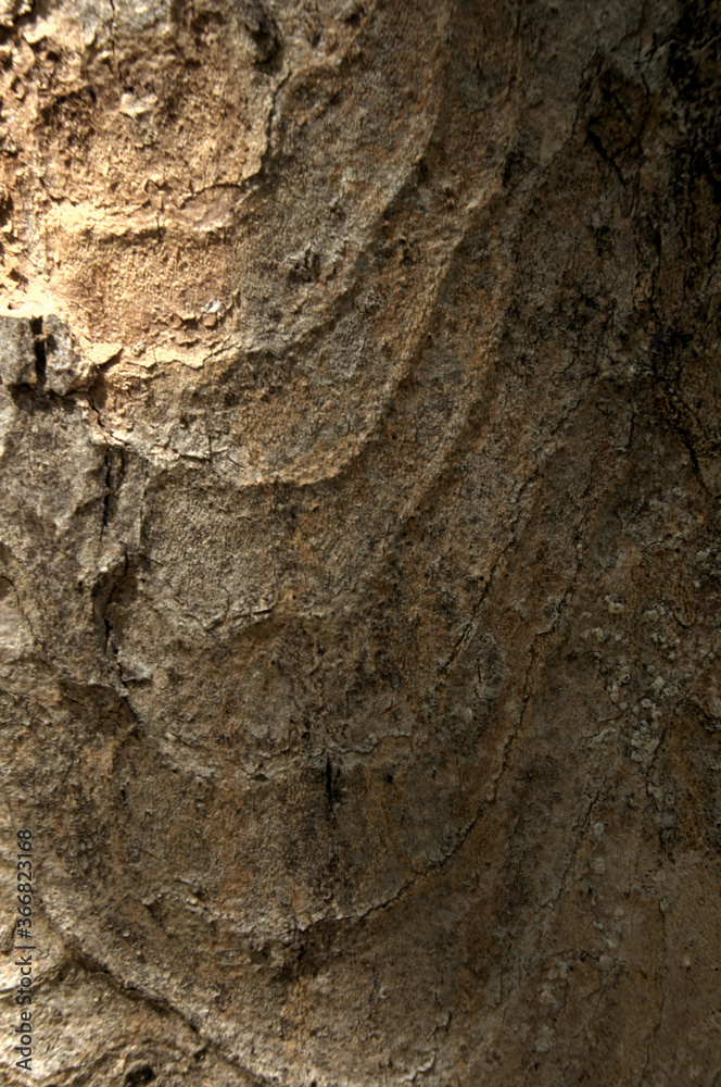 Sticker abstract patterns on maple bark formed by light and shadow on whorled ridges