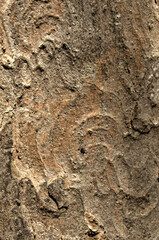 Abstract patterns on maple bark formed by light and shadow on whorled ridges