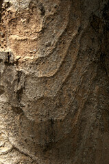 Abstract patterns on maple bark formed by light and shadow on whorled ridges