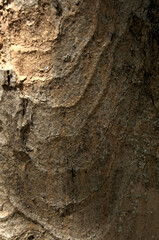 Abstract patterns on maple bark formed by light and shadow on whorled ridges