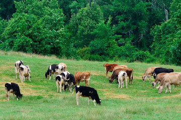 Fototapeta na wymiar scenic view of cows grazing on pasture field