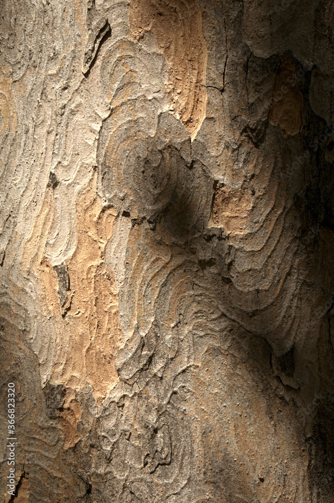 Poster abstract patterns on maple bark formed by light and shadow on whorled ridges