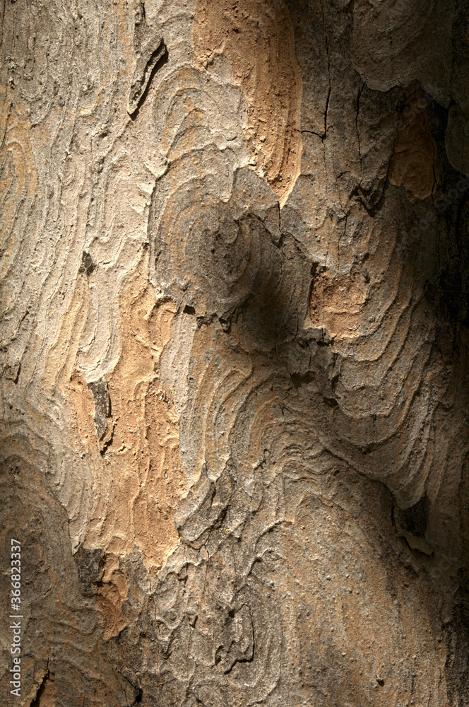 Wall mural abstract patterns on maple bark formed by light and shadow on whorled ridges
