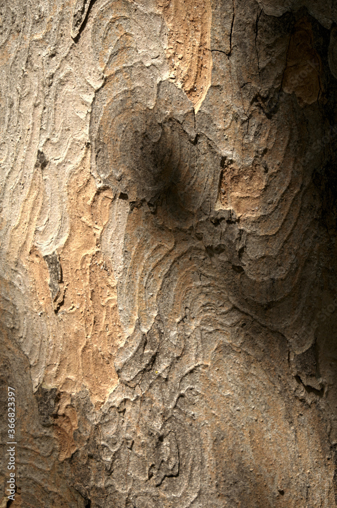 Canvas Prints abstract patterns on maple bark formed by light and shadow on whorled ridges