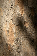 Abstract patterns on maple bark formed by light and shadow on whorled ridges