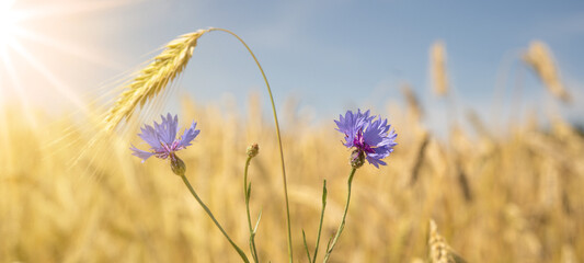 Beautiful landscape from golden field of Barley grain with purple cornflower ( Cyanus segetum ) in the warm light of the rising sun, panoramic panorama banner background with space for text