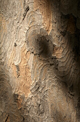 Abstract patterns on maple bark formed by light and shadow on whorled ridges