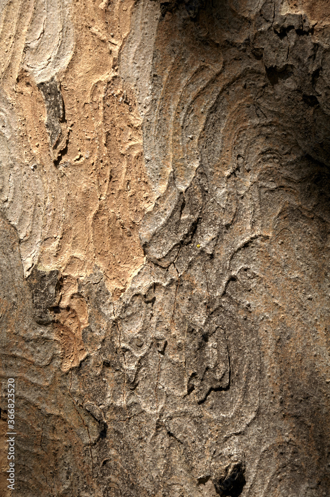 Wall mural abstract patterns on maple bark formed by light and shadow on whorled ridges