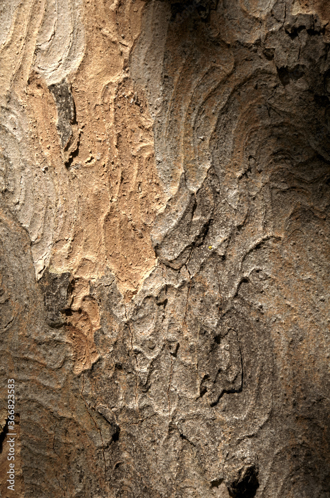 Poster abstract patterns on maple bark formed by light and shadow on whorled ridges