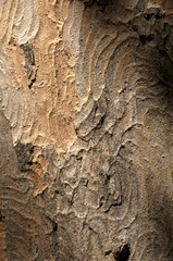 Abstract patterns on maple bark formed by light and shadow on whorled ridges