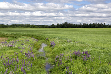 Summer landscape with blooming fields near the city of Miory, Belarus