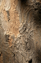 Abstract patterns on maple bark formed by light and shadow on whorled ridges