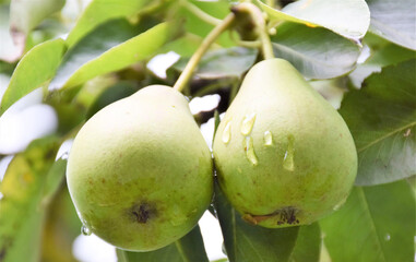 green pears hanging on a branch, two fruits in the natural environment, agriculture, growing healthy products