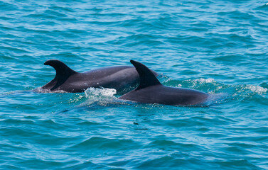Pair of dolphins in Bay of Islands, New Zealand