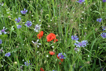 Wild flowers on a green meadow close up