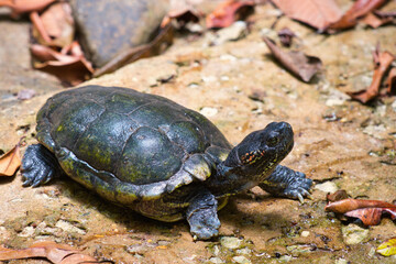 turtle, animal, reptile, tortoise, shell, nature, water, wildlife, slow, wild, pond, green, amphibian, rock, aquatic, baby, head, terrapin, cute
