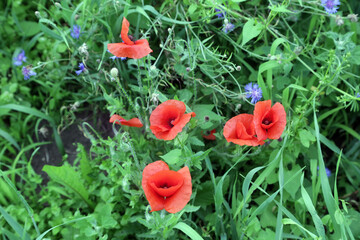 Fototapeta na wymiar Wild flowers on a green meadow close up