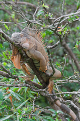 Green Iguana in tropical rainforest of Costa Rica