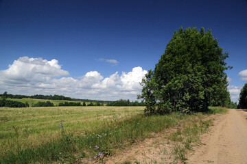 Fototapeta na wymiar Summer landscape with field, flowers and cloudy sky.