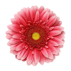 Fototapeta premium Gerbera flower isolated on white background close-up