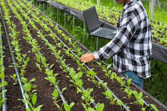 Cropped image of young female farmer holding laptop and working in vegetable nursery plot area in organic farm