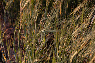 Rural Countryside Wheat field Barley zoomed detail close up background wallpaper design element. Warwickshire England Great Britain. Agricultural farm crop