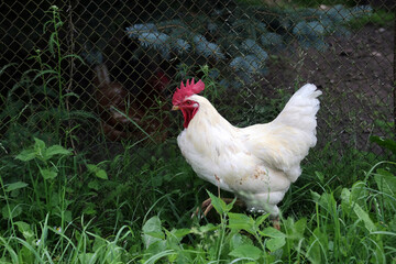 White rooster on the background of a fence from a metal mesh. Close-up
