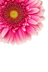 Gerbera flower isolated on white background close-up