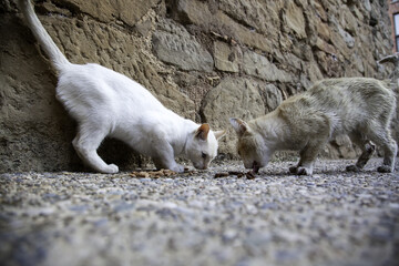 Naklejka na ściany i meble Stray cats eating on the street