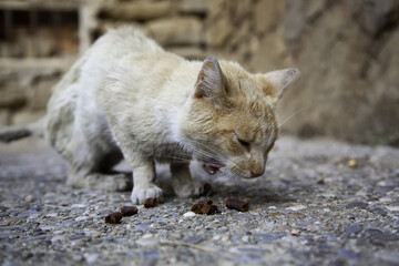 Stray cats eating on the street