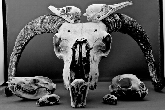 Pile of animal skulls in black and white