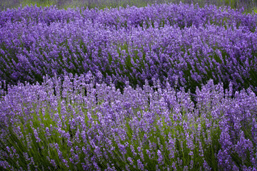 Fototapeta premium Rows of purple English lavender in bloom